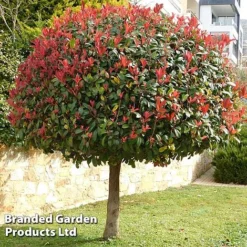 Photinia 'Red Robin' (Standard) -Florist Zone STAN TCK74037 A1