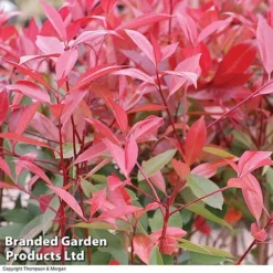 Photinia 'Red Robin' (Standard) -Florist Zone STAN TCK74037 B