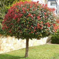 Photinia 'Red Robin' (Standard) -Florist Zone STAN TCK74037 NOW1