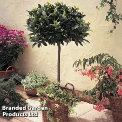 Laurus Nobilis (Standard) -Florist Zone STAN BAYTREE U43522