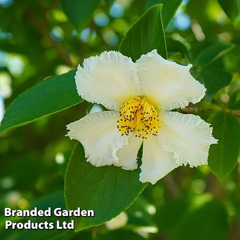 Stewartia Pseudocamellia 1 Stewartia Pseudocamellia