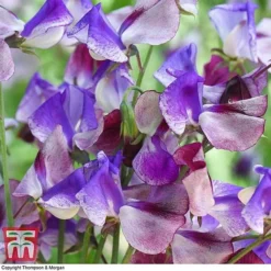 Sweet Pea Duo -Florist Zone SWE wkb9969 C