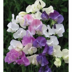 Sweet Pea 'Scent Infusion' -Florist Zone SWEE T17016 A h