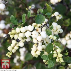 Symphoricarpos 'Magical Galaxy' -Florist Zone SYMP 6648 A2