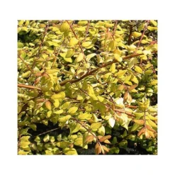 Symphoricarpos X Chenaultii 'Brain De Soleil'