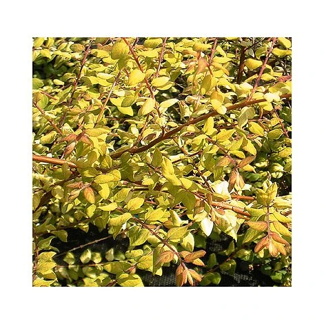 Symphoricarpos X Chenaultii 'Brain De Soleil' 1 Symphoricarpos X Chenaultii 'Brain De Soleil'