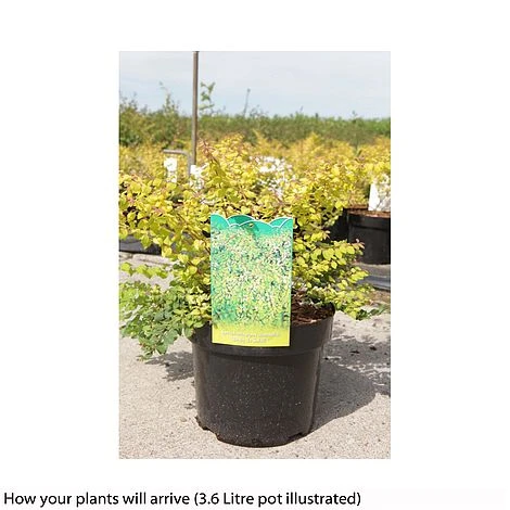 Symphoricarpos X Chenaultii 'Brain De Soleil' 2 Symphoricarpos X Chenaultii 'Brain De Soleil' - Image 2