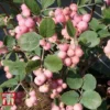 Symphoricarpos X Doorenbosii 'Amethyst'