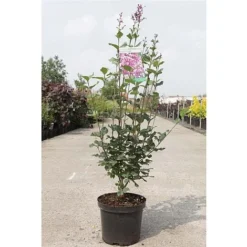 Lilac 'Bloomerang Dark Purple' -Florist Zone SYRI T68533 B h