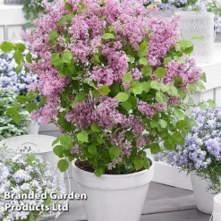 Syringa Flowerfesta® Collection -Florist Zone SYRI FFESTAPIN S48771