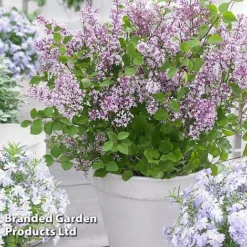 Syringa Flowerfesta® Collection -Florist Zone SYRI FFESTAPUR S487651