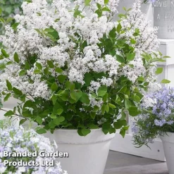 Syringa Flowerfesta® Collection -Florist Zone SYRI FFESTAWHI S48768