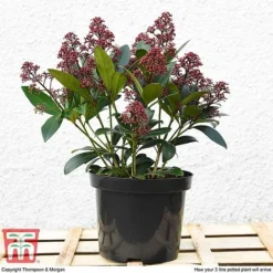 Skimmia Japonica 'Rubella' -Florist Zone T57538 arrival