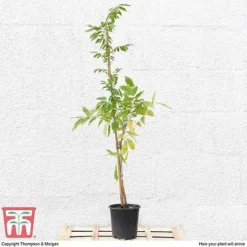 Wisteria Sinensis 'Prolific' 12 Wisteria Sinensis 'Prolific' -Florist Zone T57979 arrival