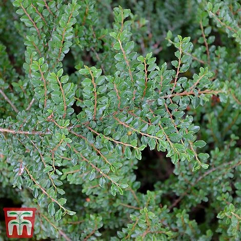 Cotoneaster Adpressus 'Little Gem' 1 Cotoneaster Adpressus 'Little Gem'