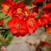 Chaenomeles X Superba 'Fascination'