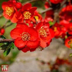 Chaenomeles X Superba 'Fascination'