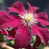 Clematis 'Niobe'