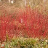 Cornus Alba 'Siberian Pearls'
