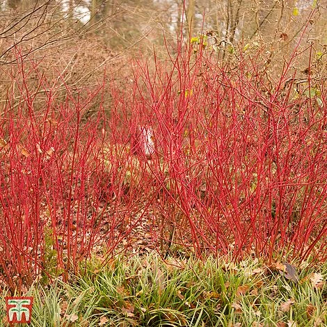 Cornus Alba 'Siberian Pearls' 1 Cornus Alba 'Siberian Pearls'