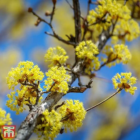 Cornus Officinalis 1 Cornus Officinalis