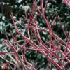 Cornus Sericea 'Firedance First Editon'