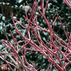 Cornus Sericea 'Firedance First Editon'