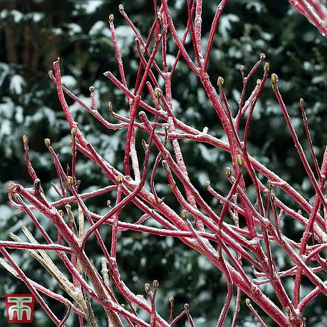 Cornus Sericea 'Firedance First Editon' 1 Cornus Sericea 'Firedance First Editon'
