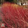 Cornus Sericea 'Kelseyi'