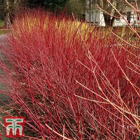 Cornus Sericea 'Kelseyi' 1 Cornus Sericea 'Kelseyi'