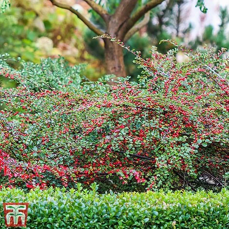 Cotoneaster Horizontalis 'Variegatus' 1 Cotoneaster Horizontalis 'Variegatus'