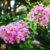 Lagerstroemia Indica 'Rhapsody In Pink'