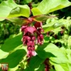 Leycesteria Formosa 'Purple Rain'
