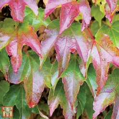 Parthenocissus Tricuspidata 'Veitchii'