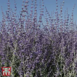 Perovskia Atriplicifolia 'Little Spire'