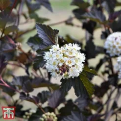 Physocarpus Opulifolius 'Midnight'