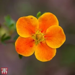 Potentilla Fruticosa 'Hopleys Orange'