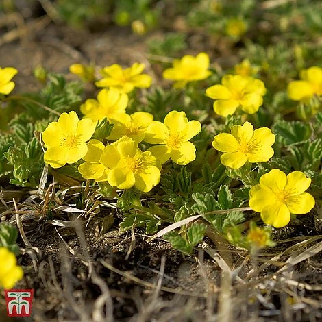 Potentilla Fruticosa 'Medicine Wheel Mountain' 1 Potentilla Fruticosa 'Medicine Wheel Mountain'