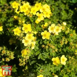 Potentilla Fruticosa 'Sommerflor'