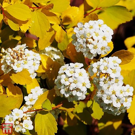 Spiraea X Vanhouttei 'Gold Fountain' 1 Spiraea X Vanhouttei 'Gold Fountain'
