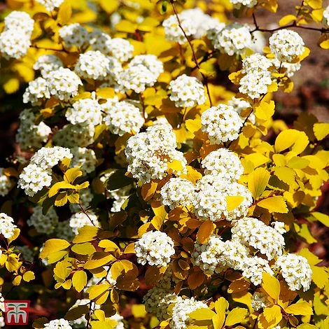 Spiraea X Vanhouttei 'Gold Fountain' 2 Spiraea X Vanhouttei 'Gold Fountain' - Image 2