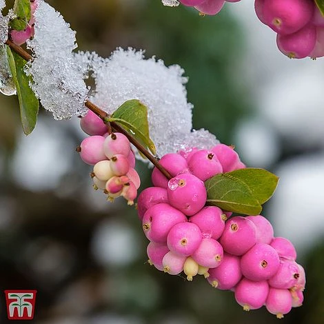 Symphoricarpos 'Magical Candy' 1 Symphoricarpos 'Magical Candy'