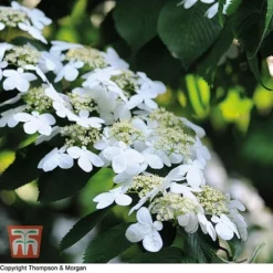 Viburnum Plicatum 'Watanabe'