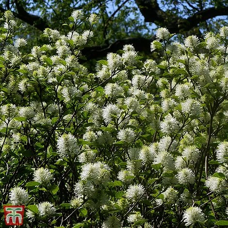 Fothergilla X Intermedia 'Blue Shadow' 1 Fothergilla X Intermedia 'Blue Shadow'