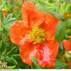 Potentilla Fruticosa 'Red Ace'