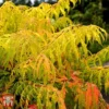 Rhus Typhina 'Tiger Eyes'