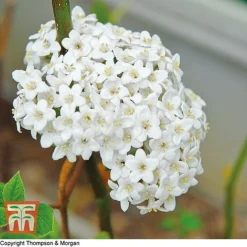 Viburnum Burkwoodii