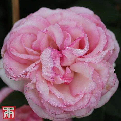 Rose 'Eden Rose 88' 2 Rose 'Eden Rose 88' - Image 2