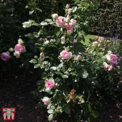 Rose 'Eden Rose 88' 6 Rose 'Eden Rose 88' -Florist Zone T68469 ROSE 2