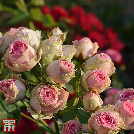 Rose 'Eden Rose 88' 1 Rose 'Eden Rose 88'